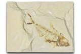 Bargain, Detailed Fossil Fish (Diplomystus) - Wyoming #354067-1